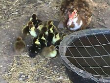 Fresh muscovy ducks for sale  Brooklet