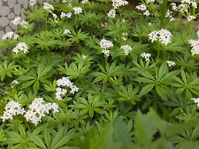 Sweet woodruff shade for sale  Annapolis