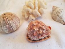 Sea shells home for sale  Garland