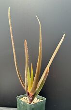 Aloe werneri rare for sale  Marana