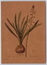 Postcard Tall Drimia The Bible of Lilies Pierre-Joseph Redoute Botanicals for sale  Shipping to South Africa