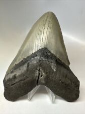Megalodon shark tooth for sale  Cass City