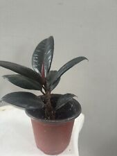 Rubber plant ficus for sale  Monroe