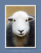 Herdwick sheep ewe for sale  MARYPORT