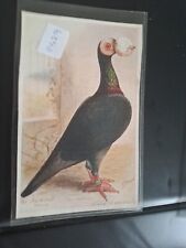 Pigeon 1908 postcard for sale  AIRDRIE