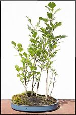 Silver poplar bonsai for sale  Russell