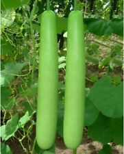 Bangladeshi vegetable long for sale  NORTH SHIELDS
