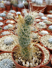 Tephrocactus weberi cactus d'occasion  Servian