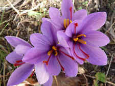 Saffron crocus sativus for sale  Hayden