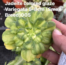 Aeonium jadeite coloured for sale  Ireland