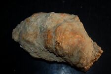 Bivalves miocene huitre d'occasion  Pont-l'Abbé-d'Arnoult