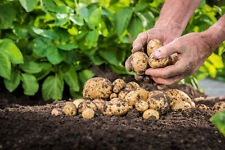 10kg certified seed for sale  NEWRY