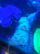 Live coral green for sale  NOTTINGHAM