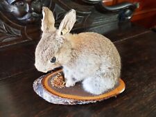 Taxidermy young rabbit for sale  STAMFORD