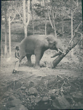Ceylon éléphant débroussail d'occasion  Pagny-sur-Moselle