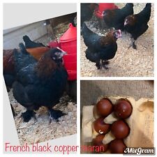 French black copper for sale  MORPETH