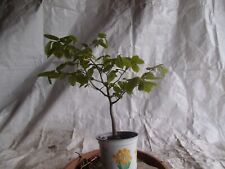 yamadori bonsai gebraucht kaufen  Alfter
