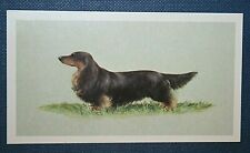 MINIATURA DACHSHUND de cabelos longos cartão retrato de cachorro vintage década de 1970 BD25, usado comprar usado  Enviando para Brazil