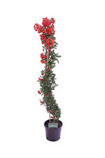 Pianta di Pyracantha Bacche Rosse Agazzino pianta vera rampicante ornamentale usato  Santeramo In Colle