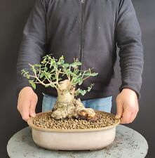 Pre bonsai shoin usato  San Pancrazio Salentino