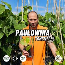 Paulownia tomentosa paulonia usato  Reggio Emilia