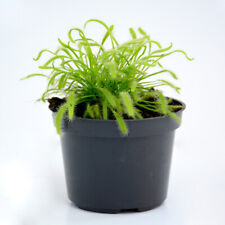 Fly trap indoor for sale  IPSWICH