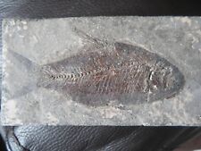 9cm fossilised fish for sale  SOUTHPORT