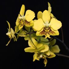 Phalaenopsis stuartiana var for sale  Washington