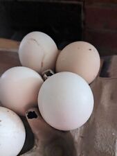 Fertile pheasant eggs for sale  Los Lunas