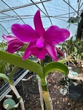 plants orchid blooming for sale  Chapel Hill