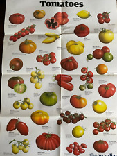 Guardian wallchart tomatoes for sale  STOWMARKET