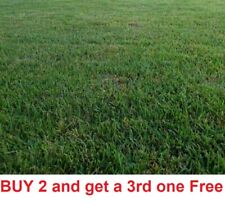 Zenith zoysia grass for sale  Linwood