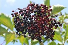 100 elderberry seeds for sale  Houston