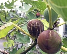 Brown turkey fig for sale  Waterloo