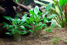 Cryptocoryne wendtii green d'occasion  Krautergersheim