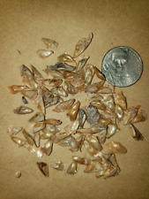 Douglas fir seeds for sale  Clearfield