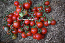 Tomato seeds bing for sale  Shipping to Ireland