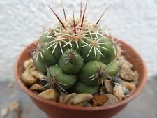 THELOCACTUS LEUCATHUS SCHMOLLII, shown in 5cm pot, lovely, healthy cactus for sale  Shipping to South Africa