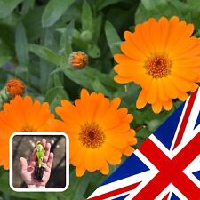 Indian prince calendula for sale  CHELMSFORD