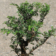 Ulmus parvifolia seiju d'occasion  Pouzauges