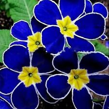 100 Rare Blue Evening Primrose Seeds Sundrops Scabish for sale  Shipping to South Africa