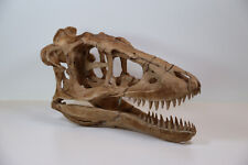 Cráneo de bebé Tyrannosaurus rex - réplica de alta calidad - envío GRATUITO a todo el mundo. segunda mano  Embacar hacia Argentina