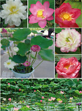 Usado, Indische Lotosblume Lotus Blume - Nelumbo nucifera, Schalenlotus, 5-20 Samen segunda mano  Embacar hacia Argentina