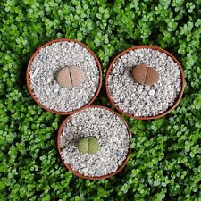 Mixed lithops living for sale  LEIGH