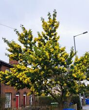 Acacia dealbata for sale  NORWICH