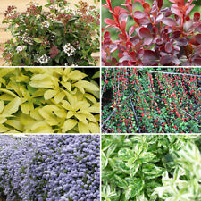Evergreen shrub collection for sale  PETERBOROUGH