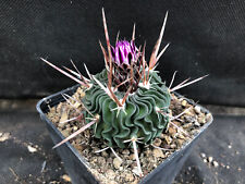 Echinofossulocactus phyllacant usato  Massafra