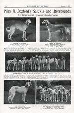 1925 saluki ruritania for sale  COLEFORD