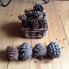 Fir cones bundle for sale  WIRRAL