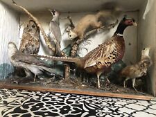 Taxidermy birds red for sale  NEATH